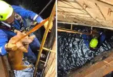 sacan a lomito de un cárcamo en ciudad industrial