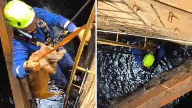 sacan a lomito de un cárcamo en ciudad industrial