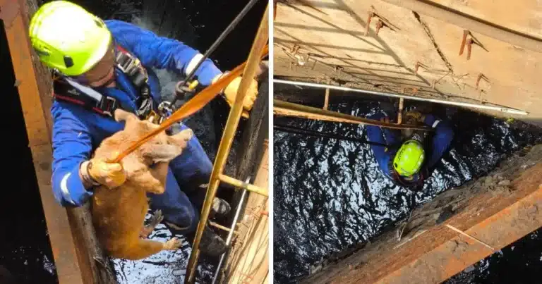 sacan a lomito de un cárcamo en ciudad industrial