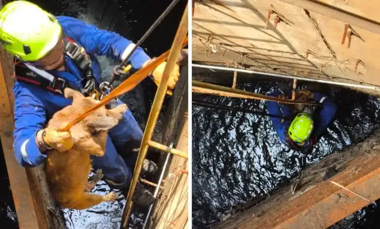 sacan a lomito de un cárcamo en ciudad industrial