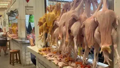 se dispara un 25 por ciento el precio del pollo