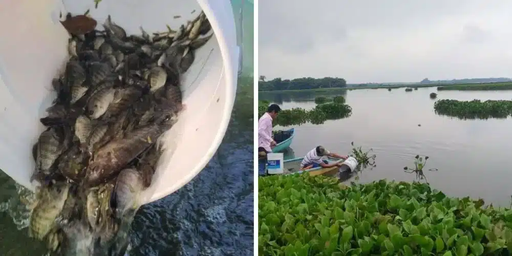 siembran 200 mil mojarras en la laguna “el vigia”