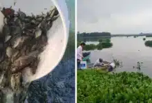 siembran 200 mil mojarras en la laguna “el vigia”
