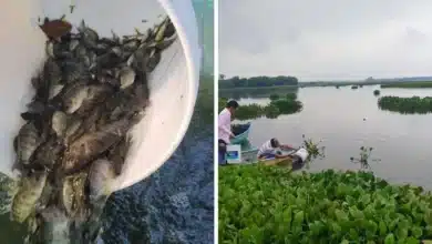 siembran 200 mil mojarras en la laguna “el vigia”