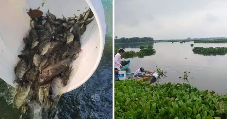 siembran 200 mil mojarras en la laguna “el vigia”