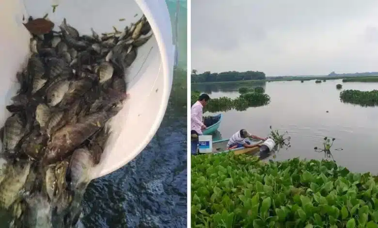 siembran 200 mil mojarras en la laguna “el vigia”