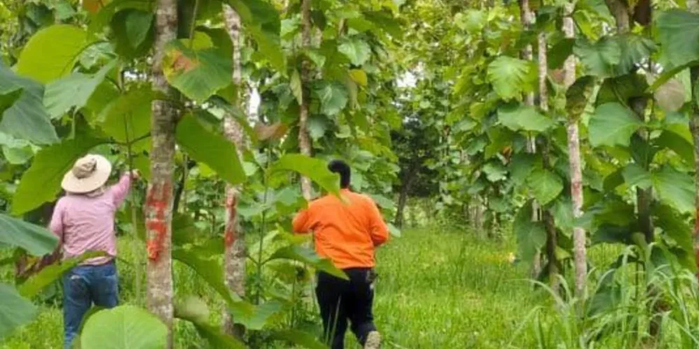 Tabasco consolida su liderazgo con el cultivo estratégico de teca