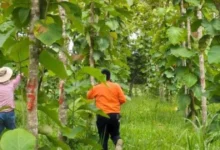 Tabasco consolida su liderazgo con el cultivo estratégico de teca