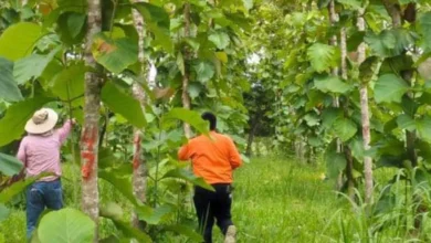 Tabasco consolida su liderazgo con el cultivo estratégico de teca