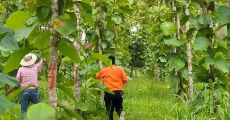 Tabasco consolida su liderazgo con el cultivo estratégico de teca