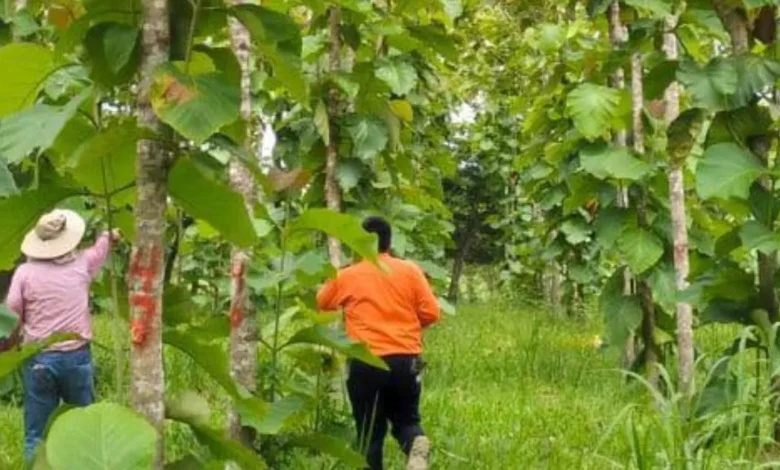 Tabasco consolida su liderazgo con el cultivo estratégico de teca