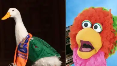 abelardo de plaza sesamo quiere conocer al pato merlín