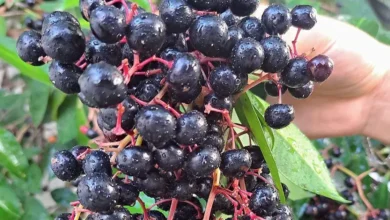 chagalapoli, la fruta ancestral de los tuxtlas que preserva la tradición y apoya la conservación ambiental