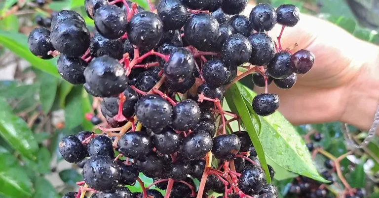 chagalapoli, la fruta ancestral de los tuxtlas que preserva la tradición y apoya la conservación ambiental