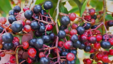 chagalapoli, la fruta ancestral de los tuxtlas que preserva tradiciones y protege a la guacamaya roja