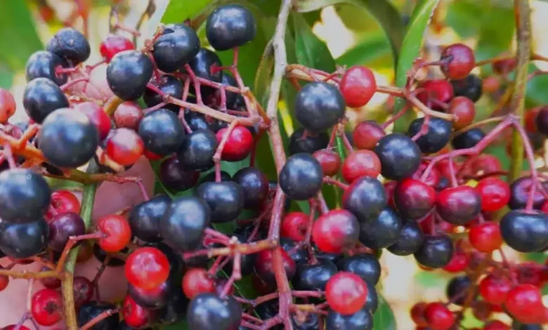 chagalapoli, la fruta ancestral de los tuxtlas que preserva tradiciones y protege a la guacamaya roja