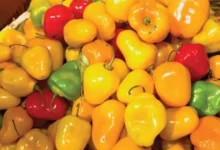 chile perón, el ingrediente que da sabor e identidad a la gastronomía de michoacán