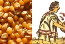 El momochitl el origen ceremonial de las palomitas de maíz en la época prehispánica (Fotos Redes Sociales)