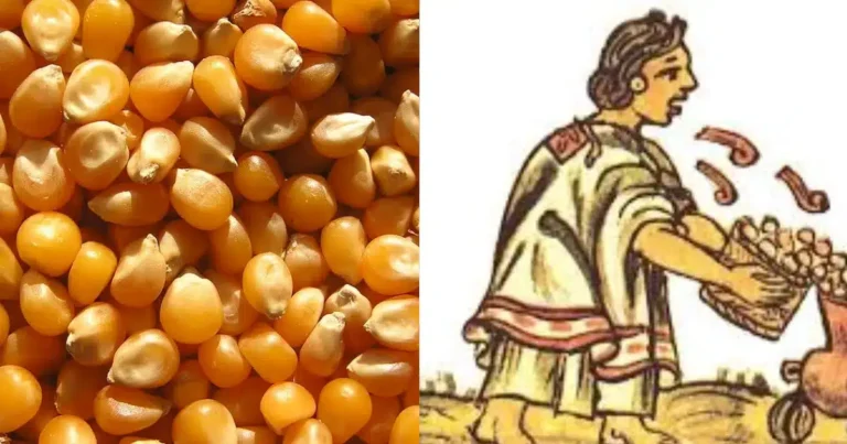 El momochitl el origen ceremonial de las palomitas de maíz en la época prehispánica (Fotos Redes Sociales)