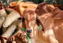 Confirman primer caso de gusano barrenador en EU (Fotos de internet)