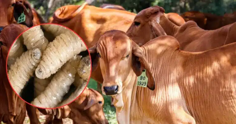 Confirman primer caso de gusano barrenador en EU (Fotos de internet)