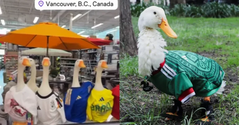 Pato Merlín conquista Canadá durante el Mundial 2026 (Fotos de internet)