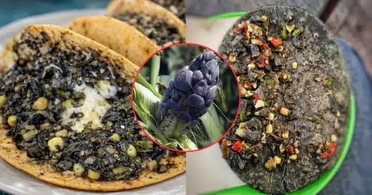 Huitlacoche, tesoro de la gastronomía mexicana que trasciende (Fotos de internet)