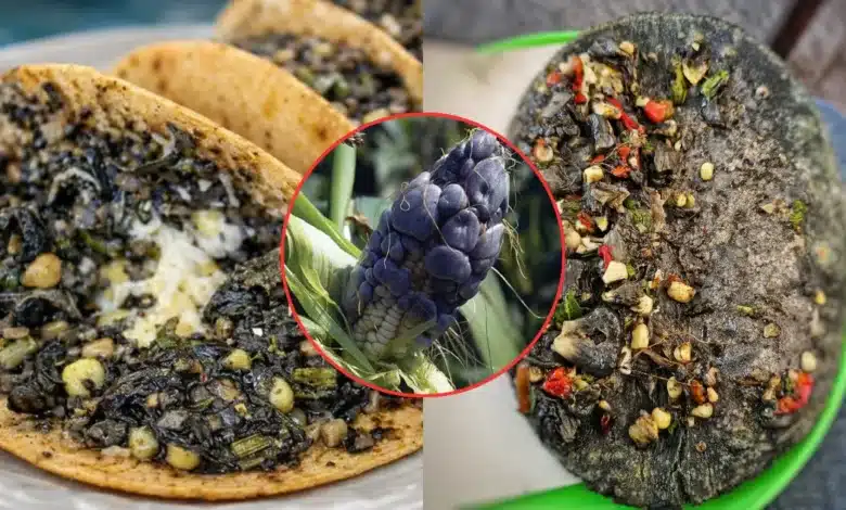 Huitlacoche, tesoro de la gastronomía mexicana que trasciende (Fotos de internet)