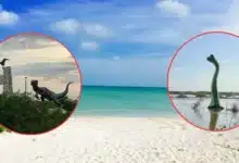 ¿Conocías la playa con dinosaurios de México? (Fotos de internet)
