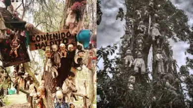 ¿Has visitado la Isla de las Muñecas en Xochimilco? (Fotos de internet)