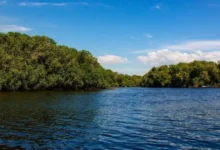 estero el chupadero, el tesoro natural de colima rodeado de manglares y vida silvestre