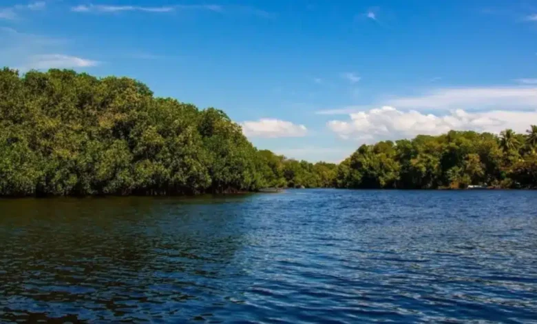 estero el chupadero, el tesoro natural de colima rodeado de manglares y vida silvestre