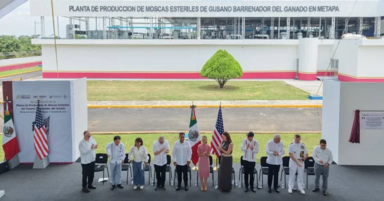 Claudia Sheinbaum inaugura planta de producción de moscas estériles del gusano barrenador del ganado en Metapa de Domínguez, Chiapas 