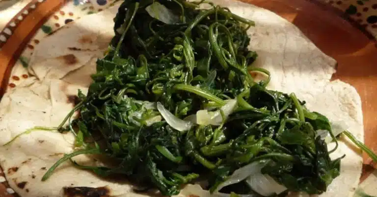 quelites en puebla tradición, nutrición y cultura viva en la temporada de cosecha