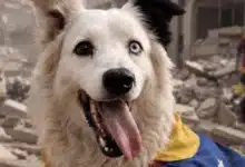 tsunami el perro rescatista que se convierte en héroe tras los terremotos en venezuela