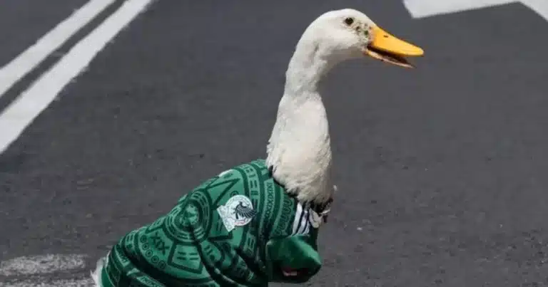 yucateco busca registrar al pato merlín sheinbaum lo califica como un abuso