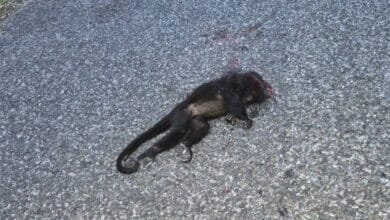 atropellan a mono saraguato en la vía a tulipán