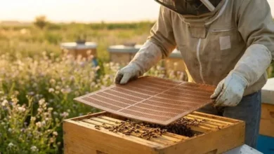 Aumenta producción de miel en Tabasco