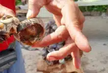 Burlan veda del cangrejo azul