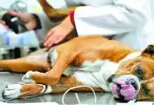 cerca de dos mil perros esterilizados con unidad móvil