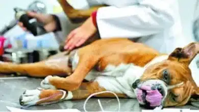 cerca de dos mil perros esterilizados con unidad móvil