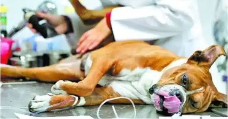 cerca de dos mil perros esterilizados con unidad móvil