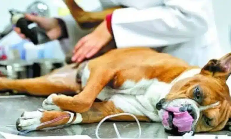 cerca de dos mil perros esterilizados con unidad móvil