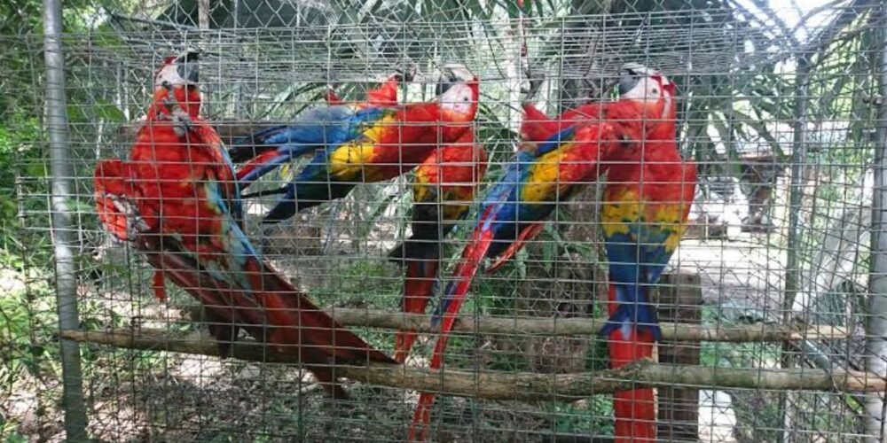 decomisan 19 aves exóticas en peligro de extinción