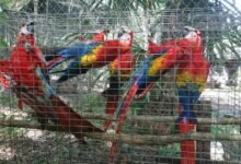 decomisan 19 aves exóticas en peligro de extinción