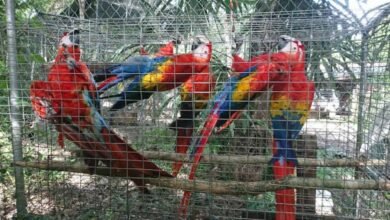 decomisan 19 aves exóticas en peligro de extinción