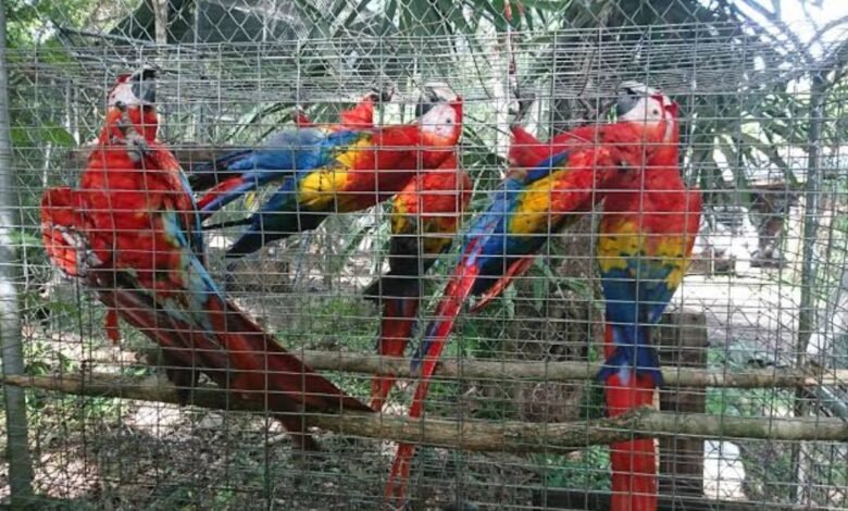 decomisan 19 aves exóticas en peligro de extinción