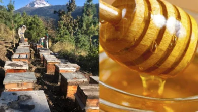 denuncian negligencia ante venta de miel adulterada