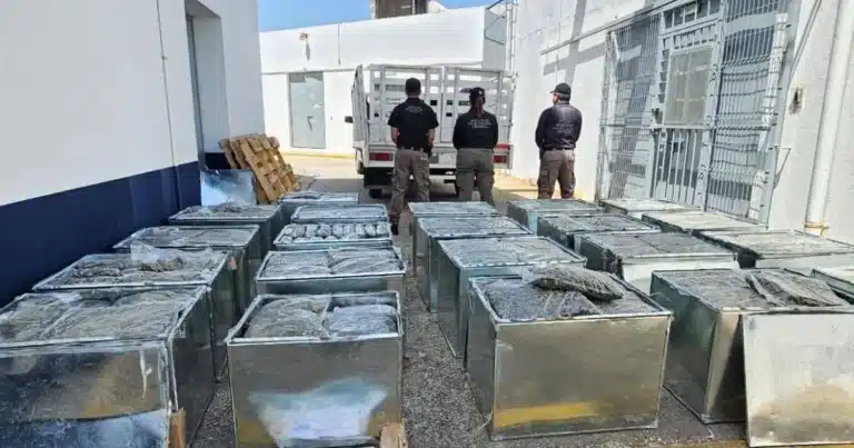 detectan y aseguran cargamento millonario de marihuana