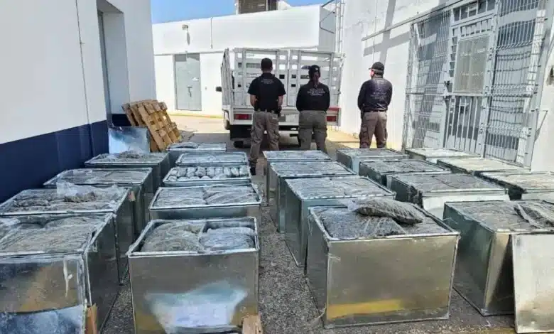 detectan y aseguran cargamento millonario de marihuana